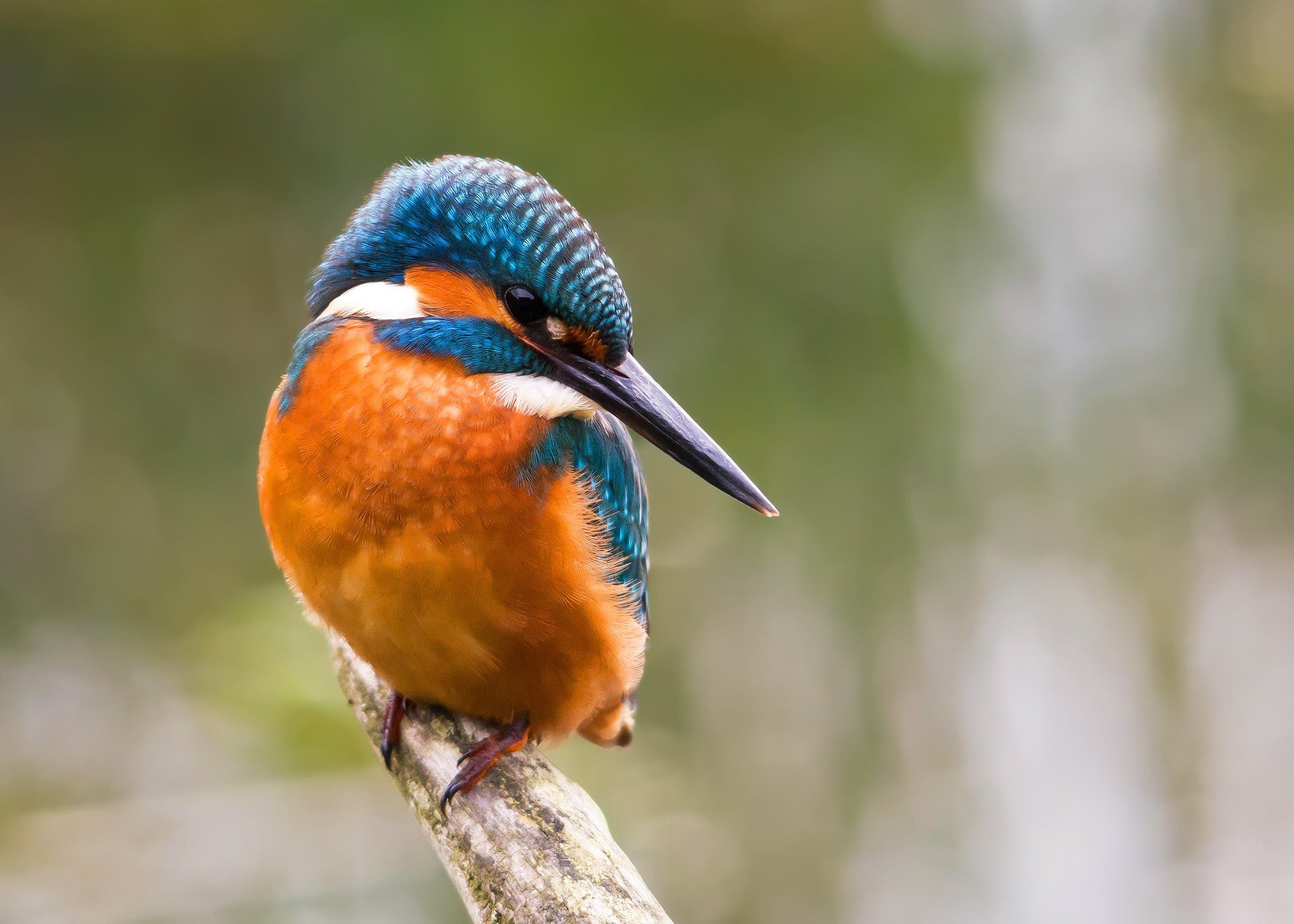 gewöhnlicher eisvogel vogel