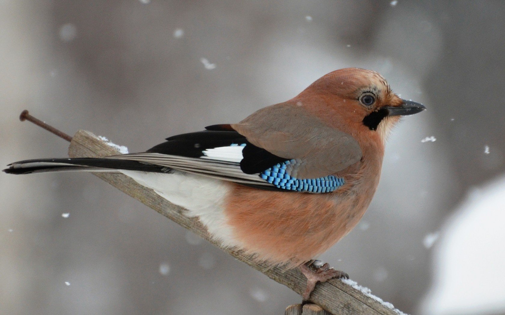 barre transversale geai hiver oiseau neige