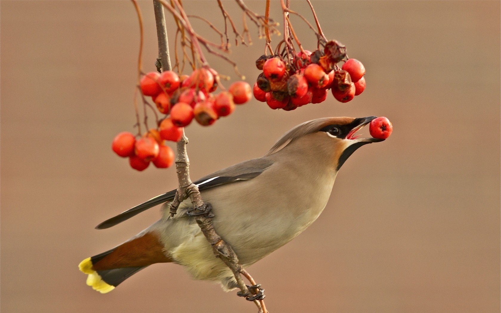 background berries the waxwing bird branch