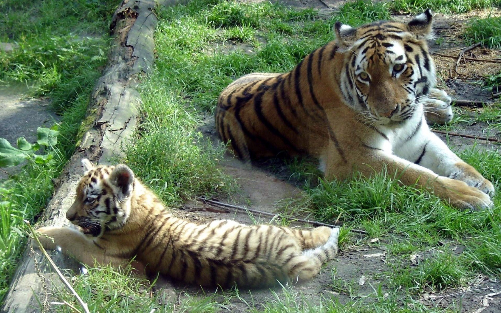 tigri dell amur panthera tigris altaica siberian tiger