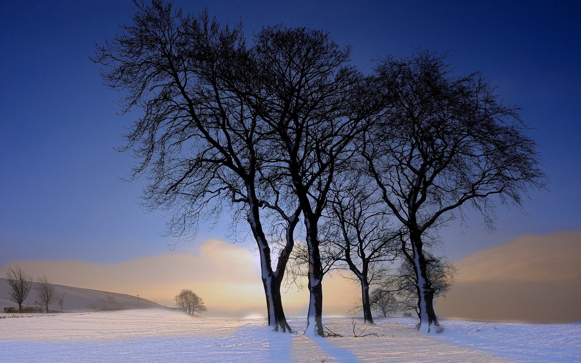 inverno paesaggio alberi