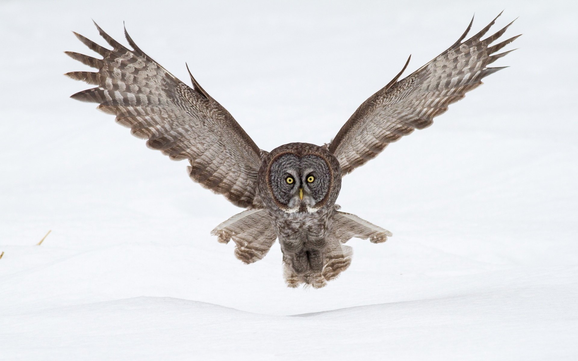 gufo natura uccello