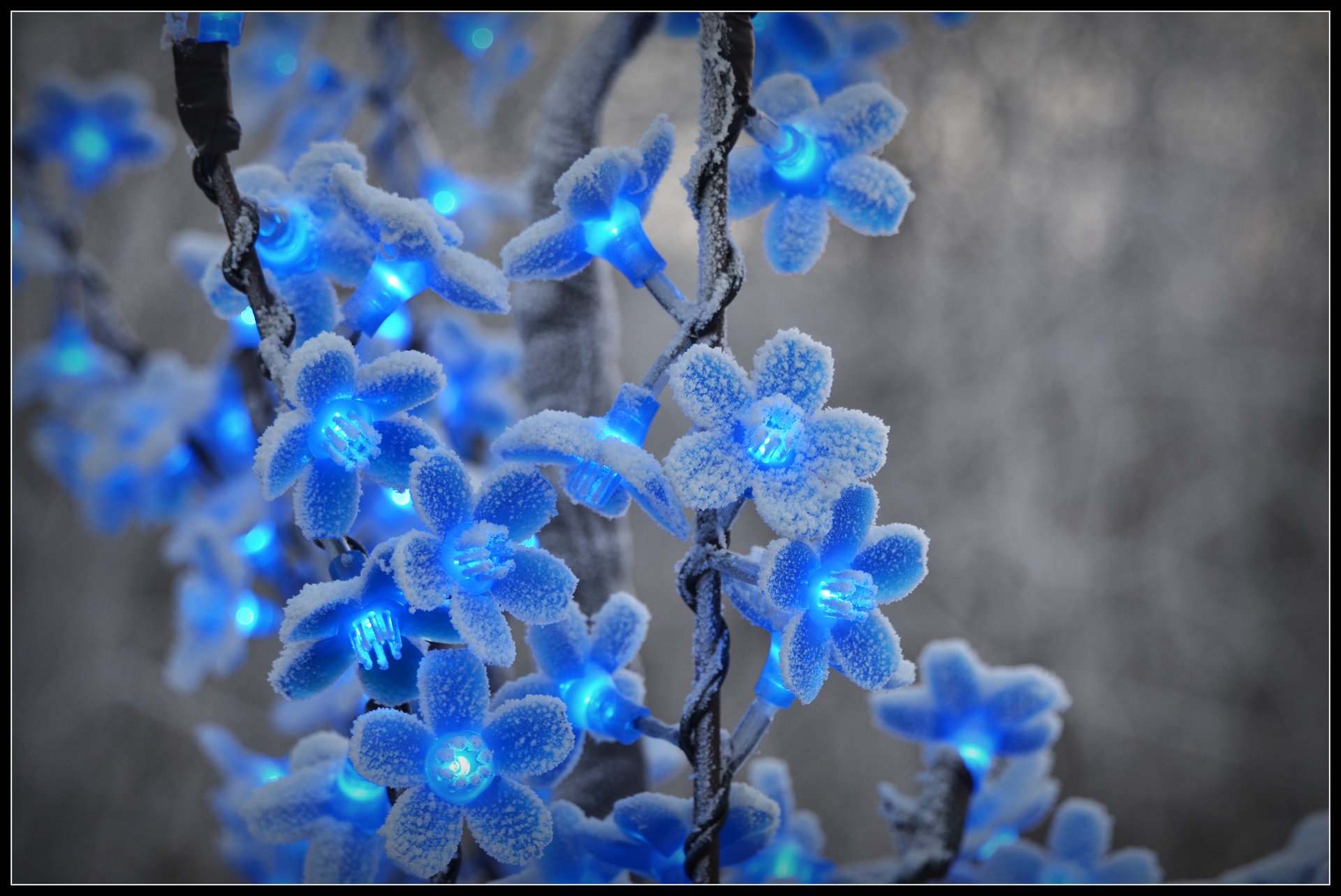 flowers frost winter snow lantern