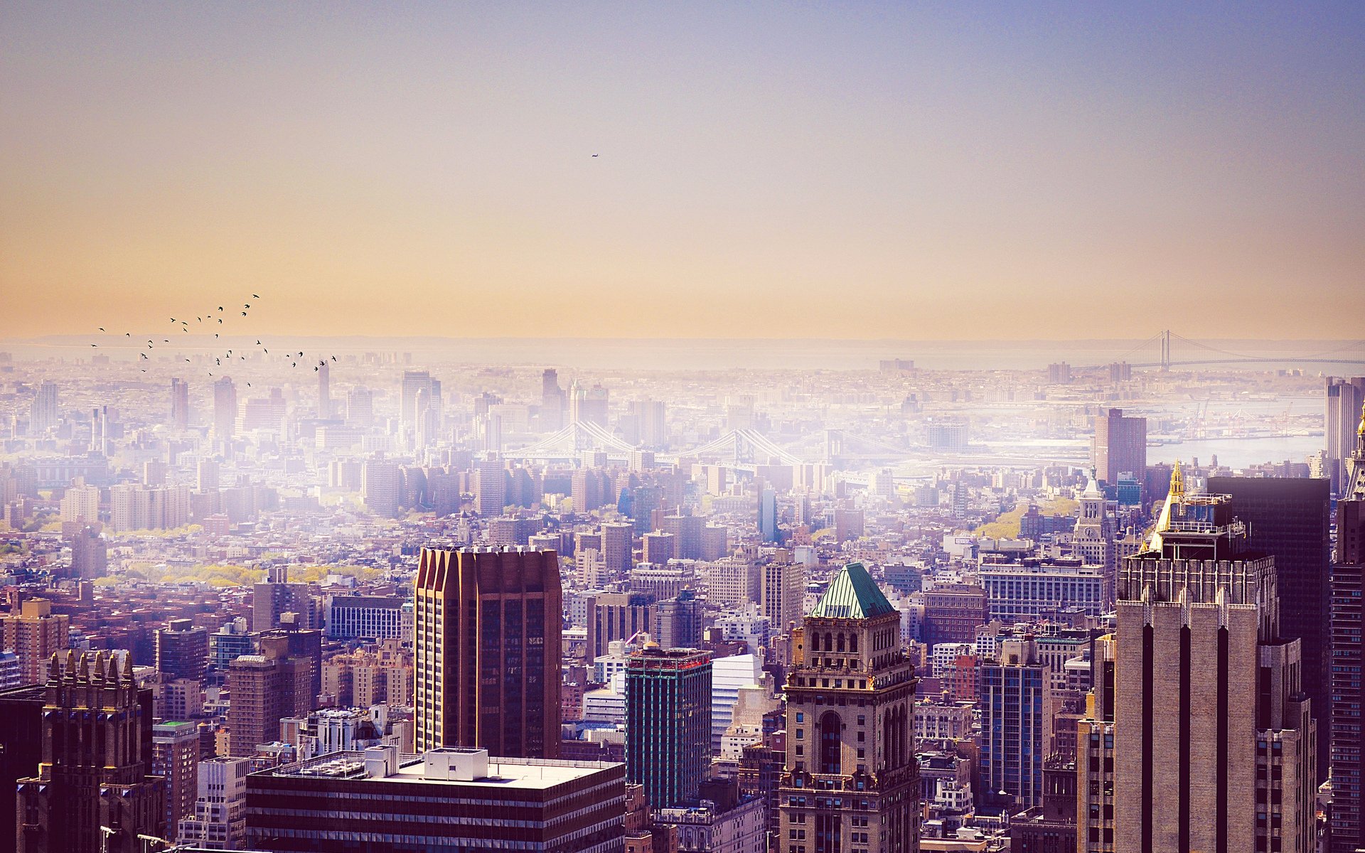 stadt gebäude himmel vögel new york