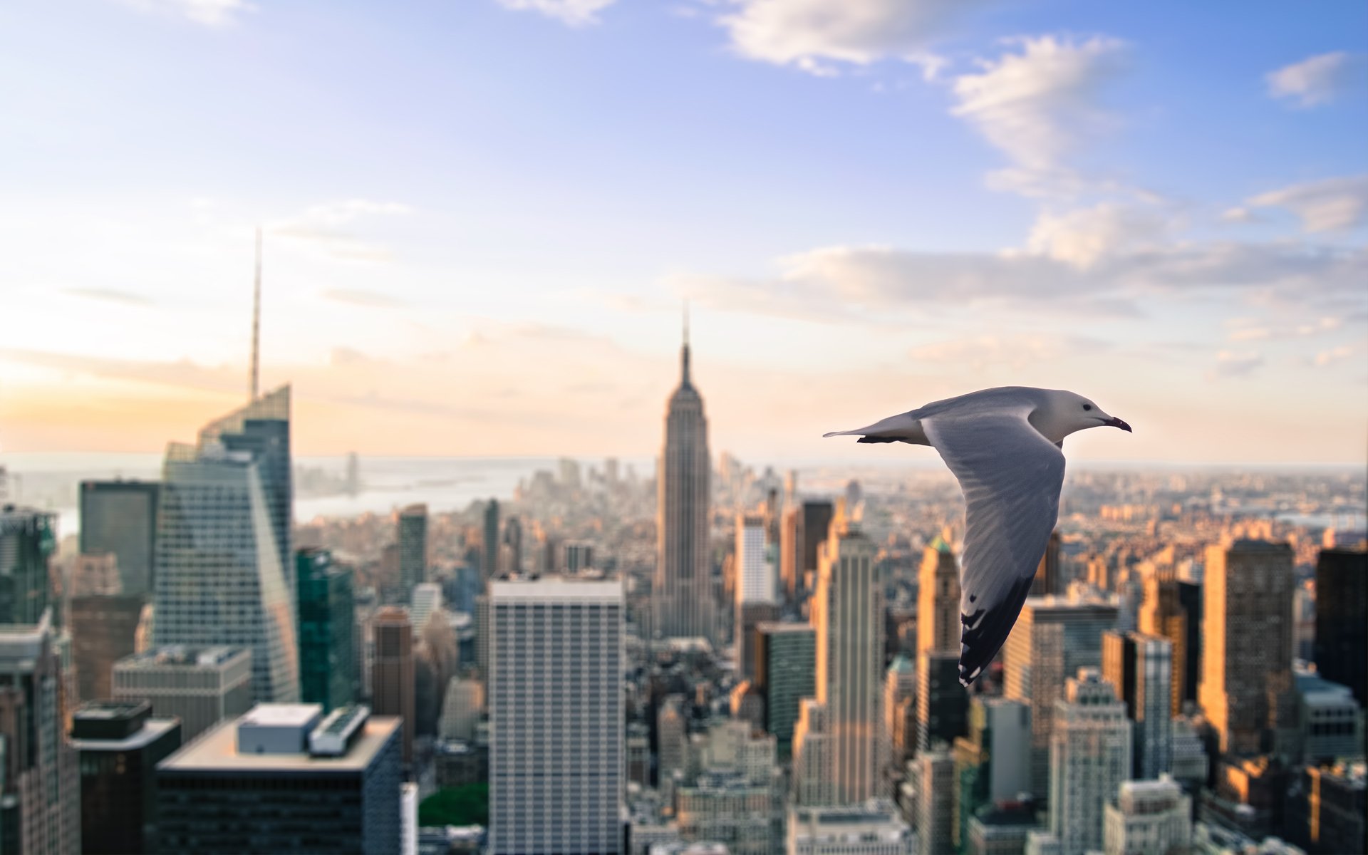 nueva york ciudad gaviota rascacielos