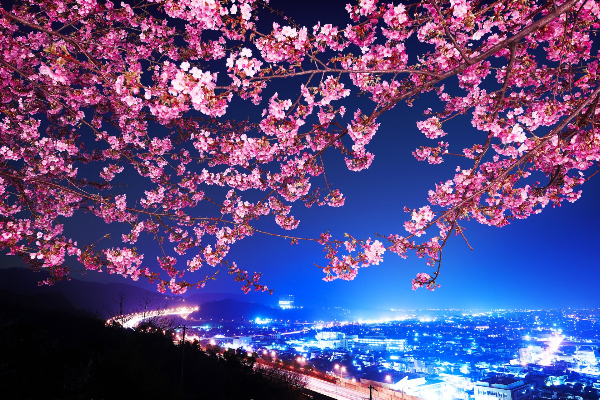 shin mimura japon sakura fleur de cerisier autoroute ville de nuit