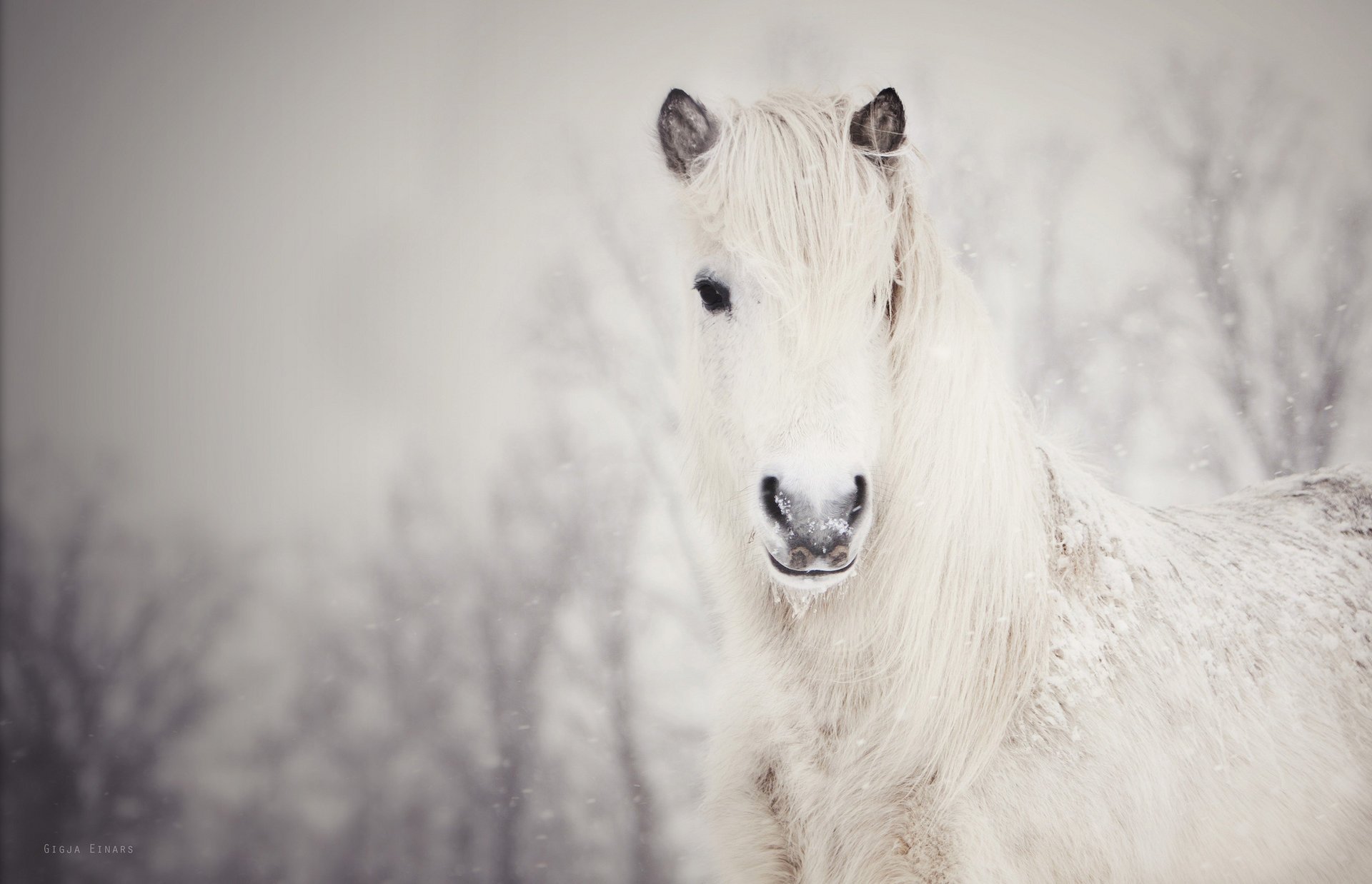 neve neve bianco cavallo