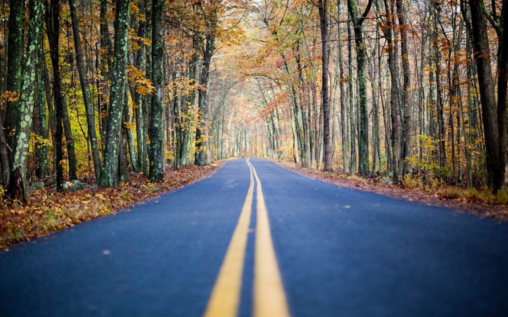 bosque naturaleza carretera otoño