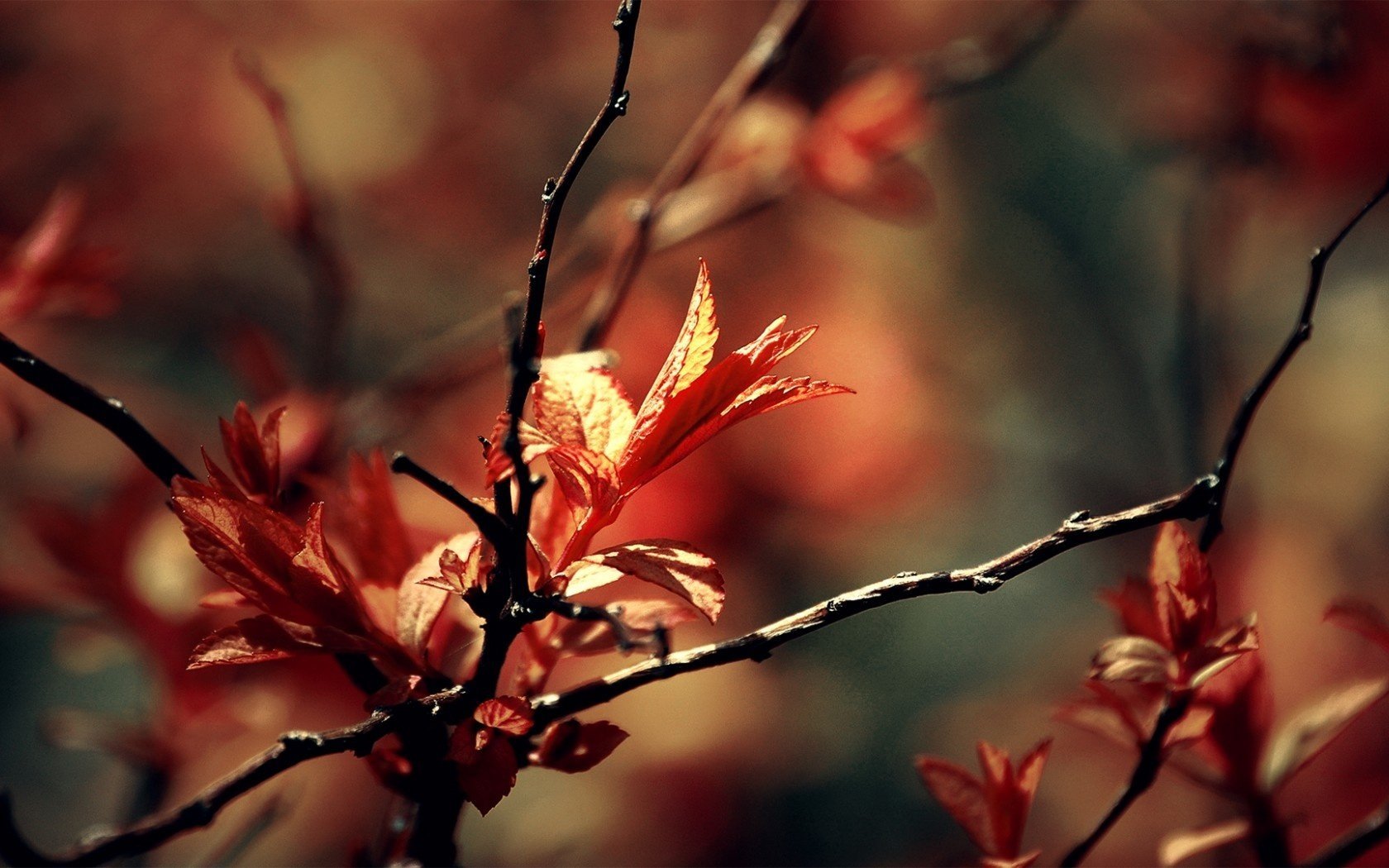 delight autumn leaves leaf red