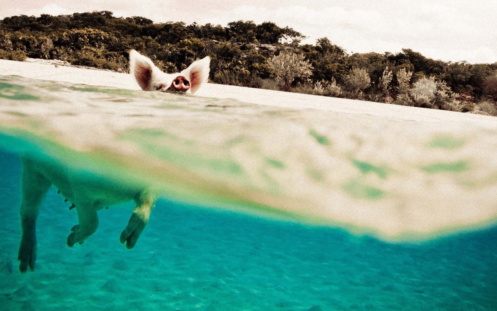 pig pig in the water oink-oink