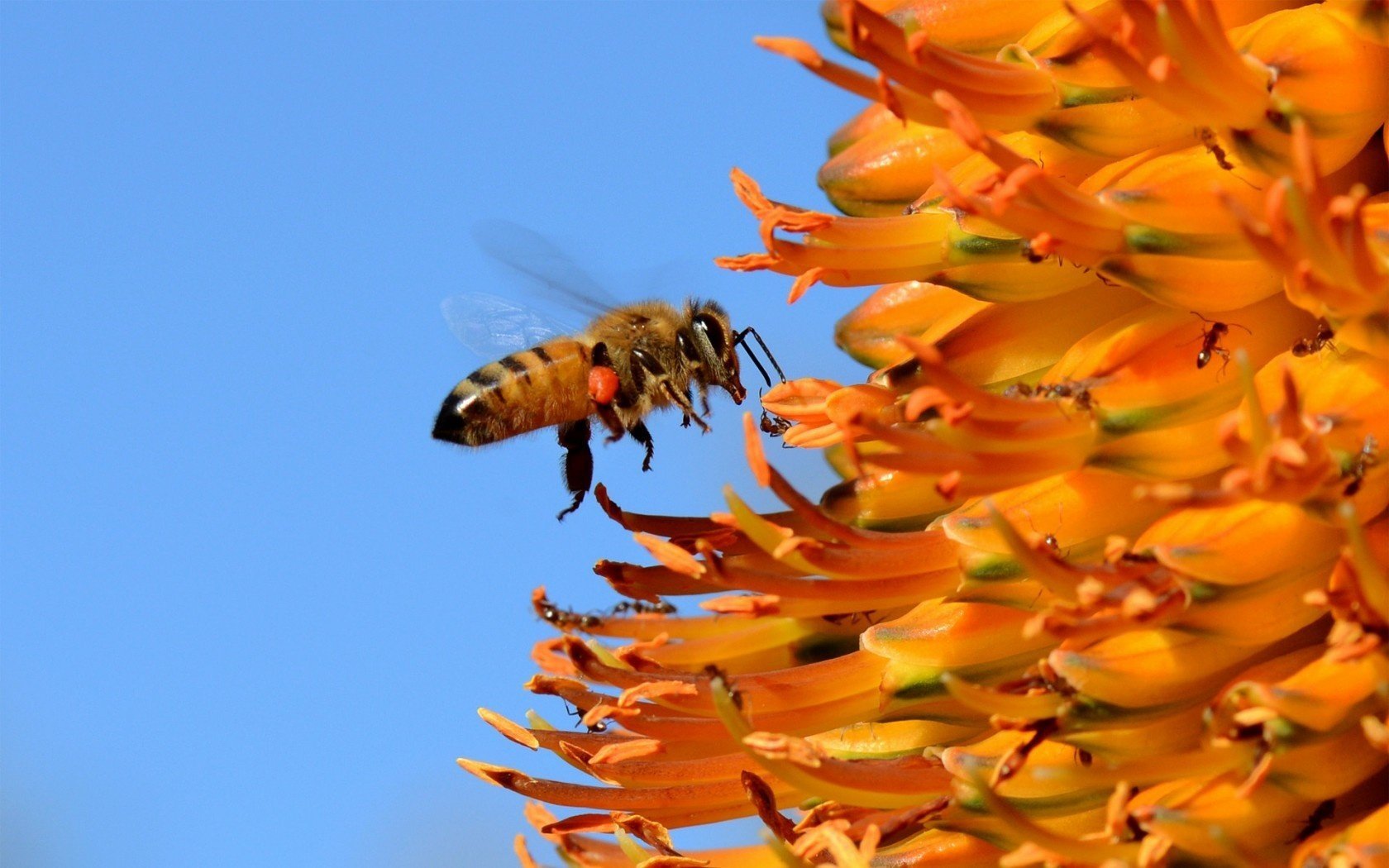 abeille fleur insecte ciel