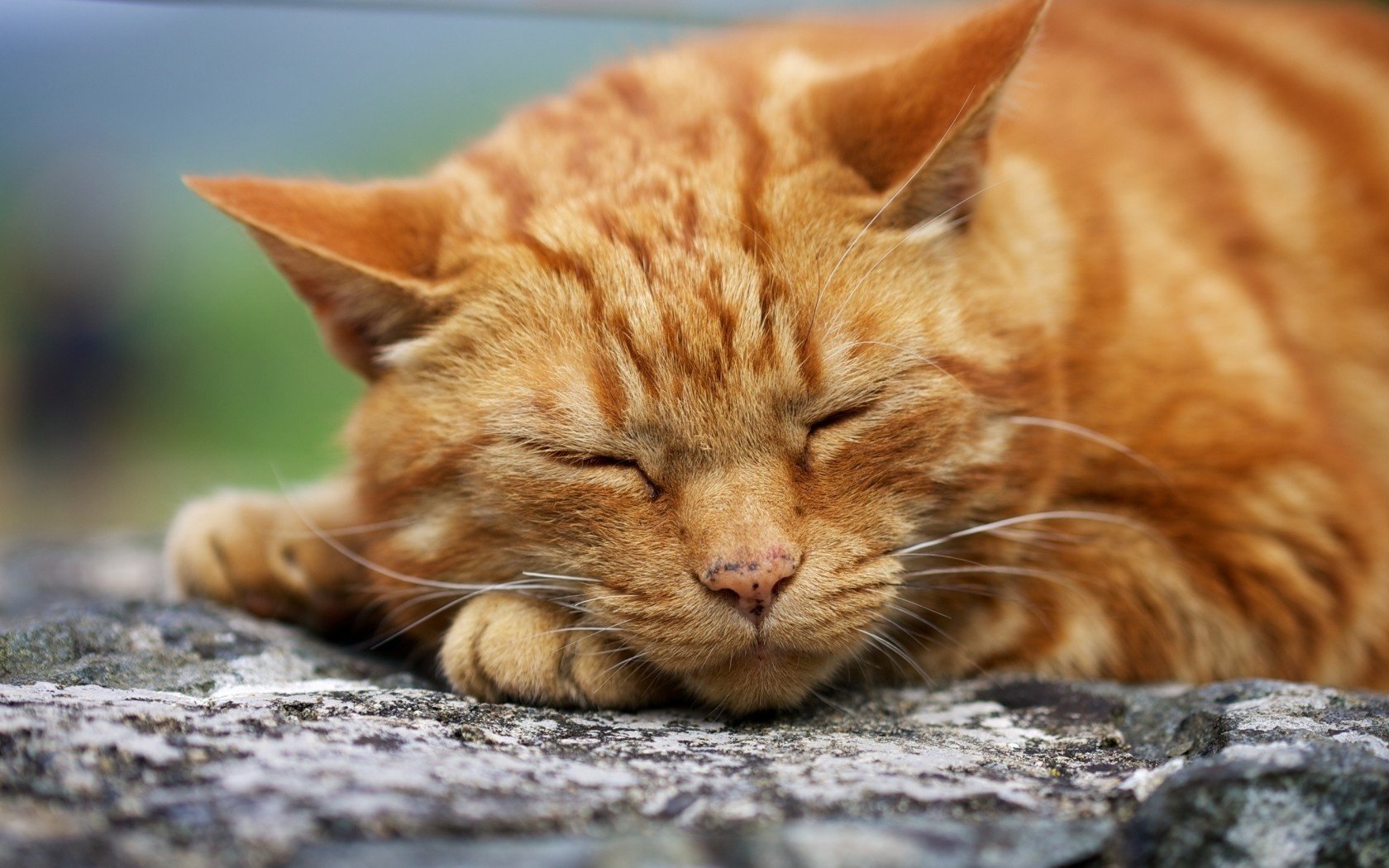 dormire gatto macro rossa faccia