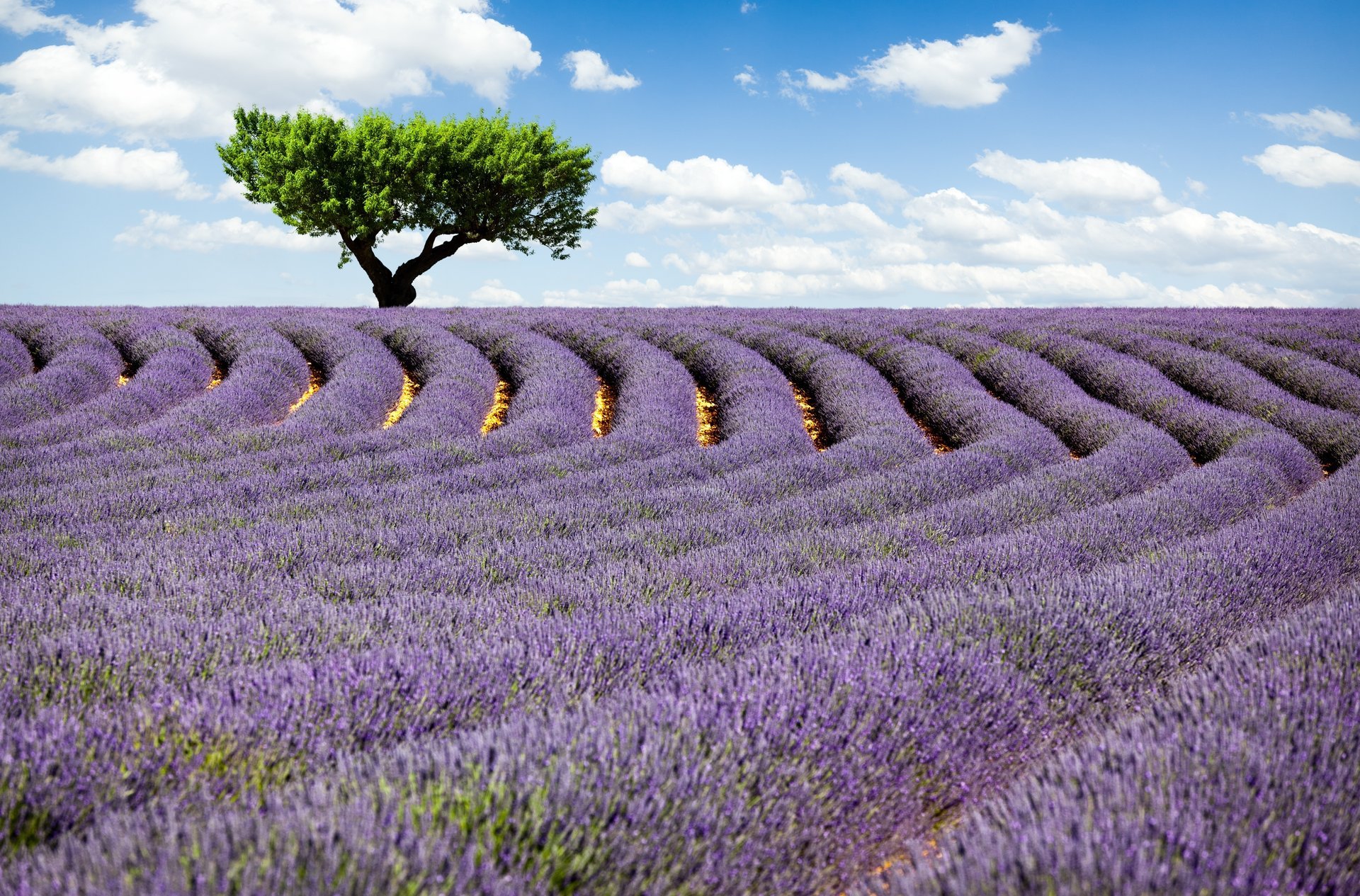 lavanda flores campo cielo árbol