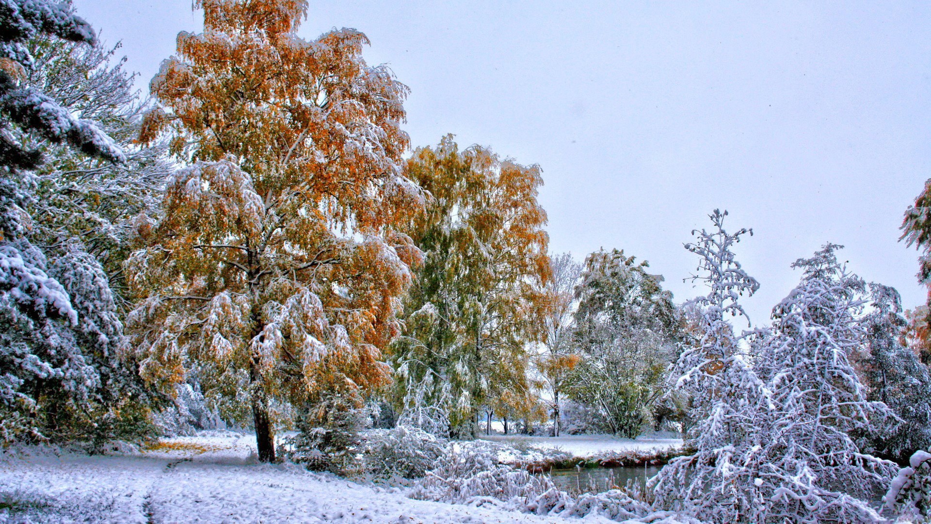 bäume blätter winter schnee