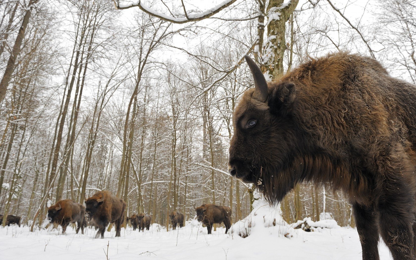 bialowieza-wald bisons herde schnee