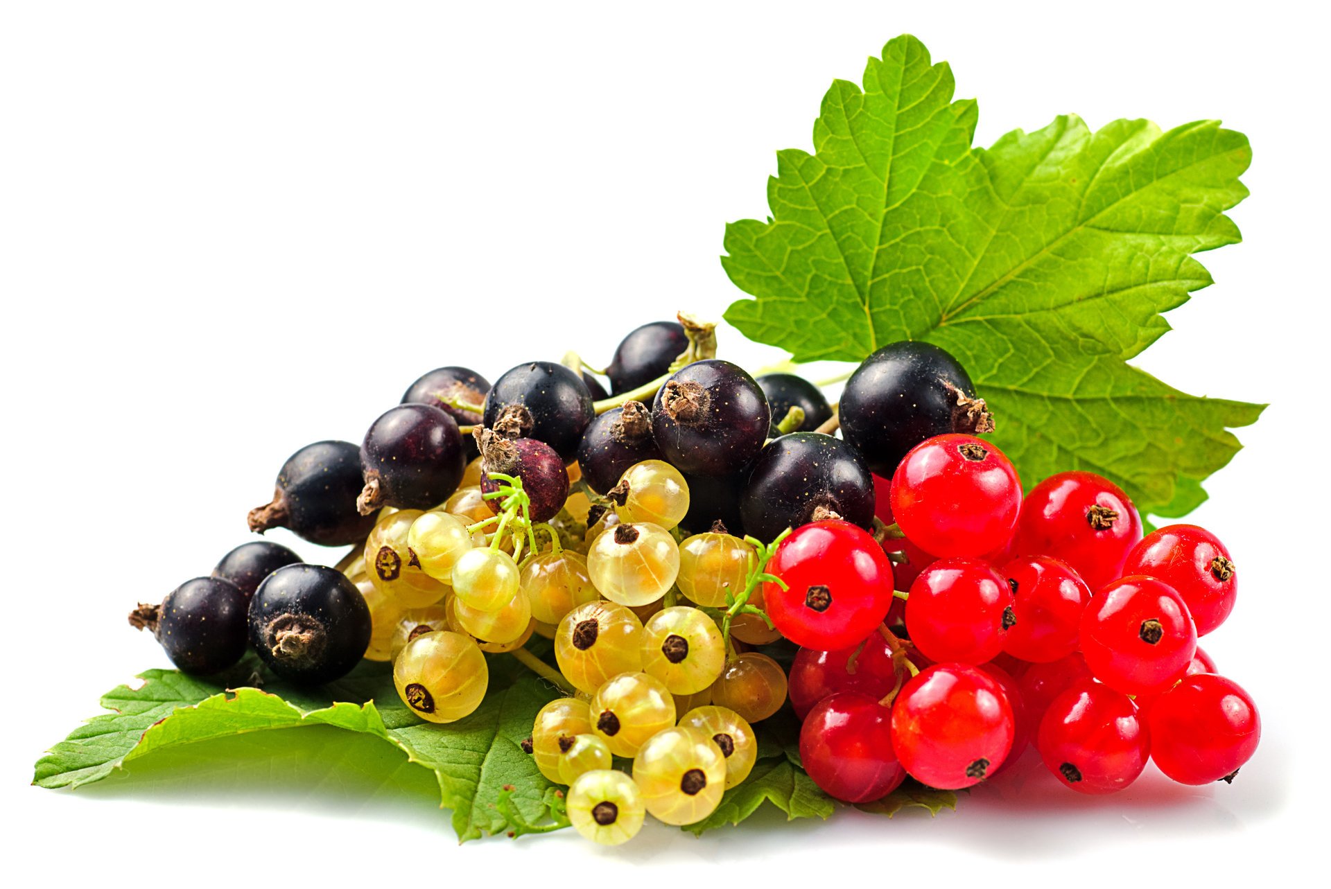 white currants black currant red currant