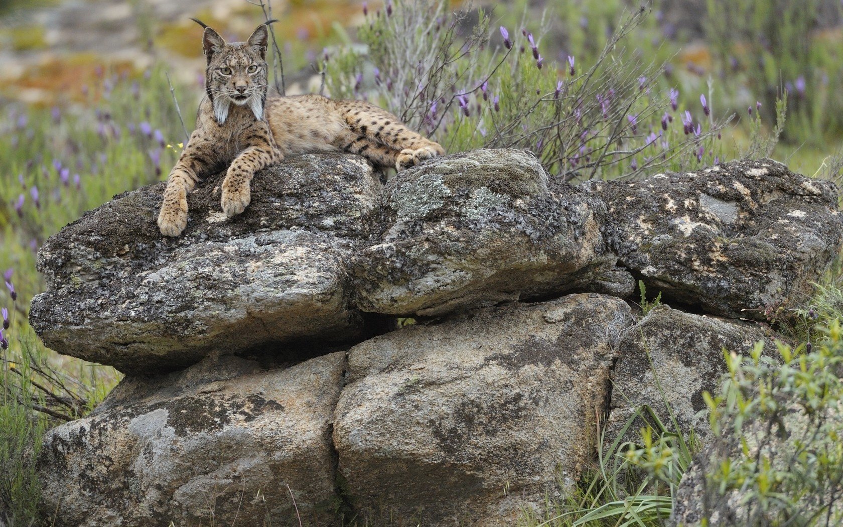 pierre lynx repos regard