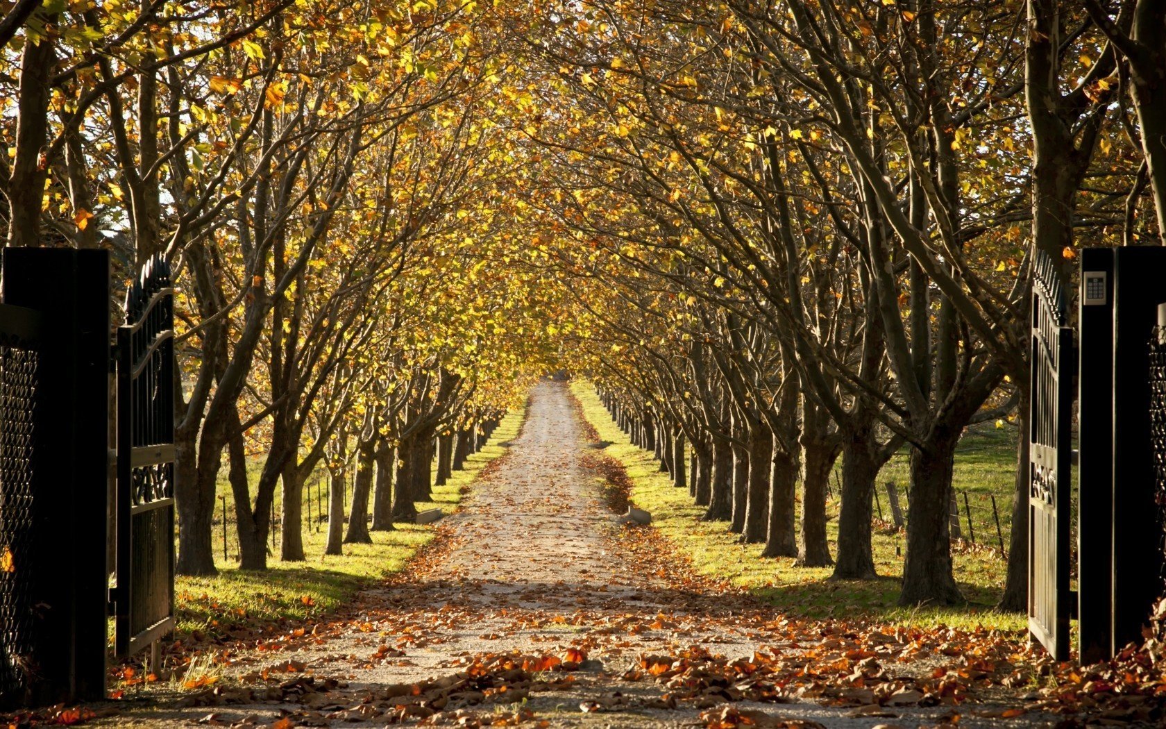 otoño árboles paisaje