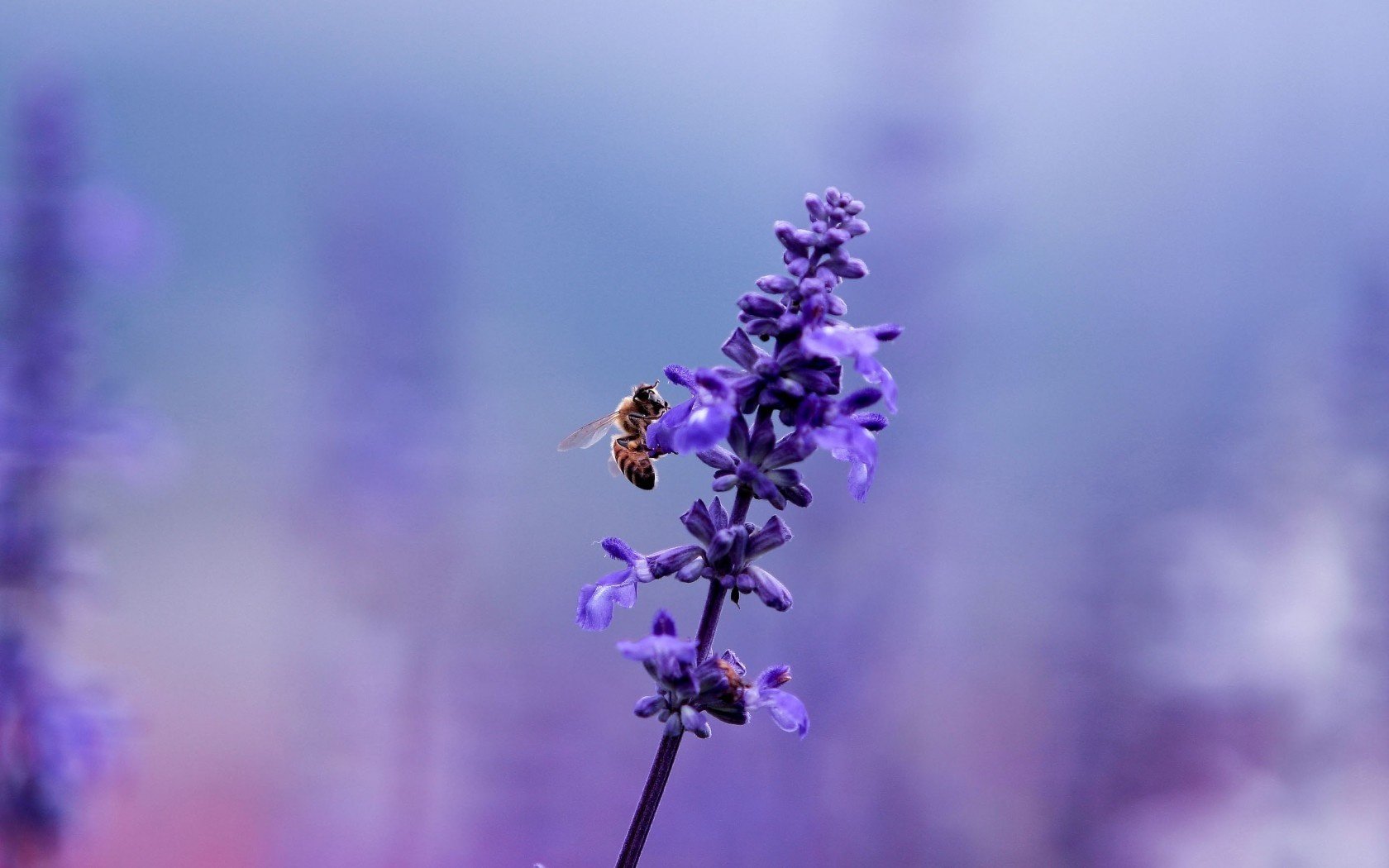 lavande abeille fleur plante