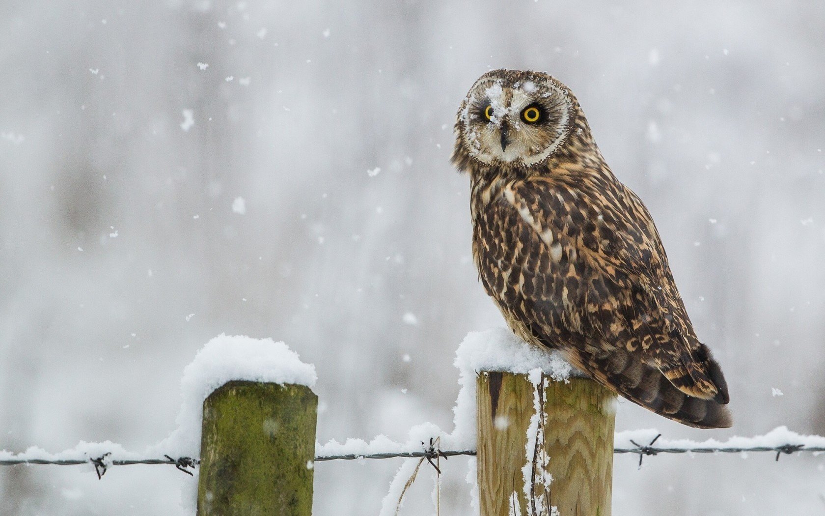 hort-eared owl winter snow bird