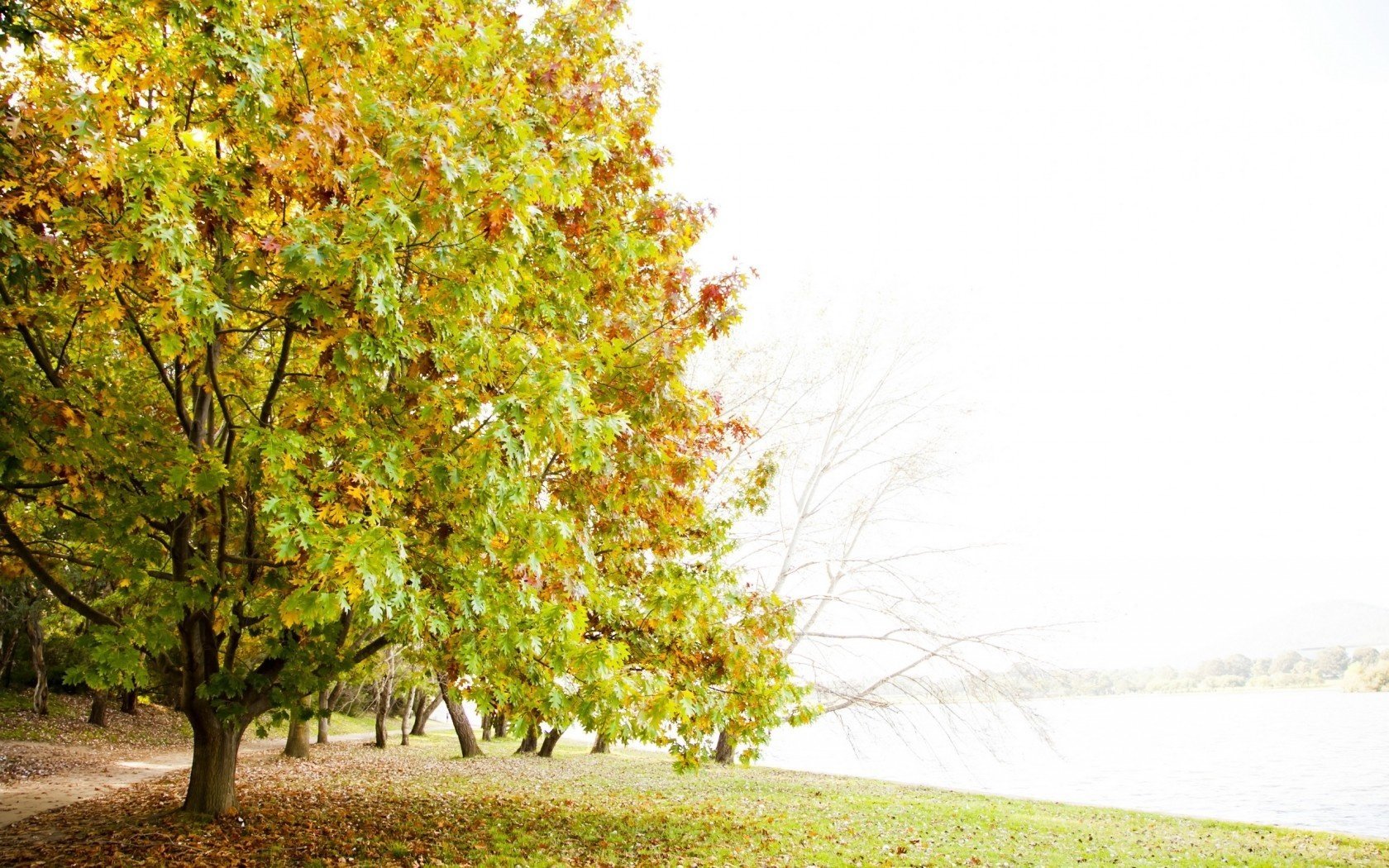 naturaleza árbol paisaje