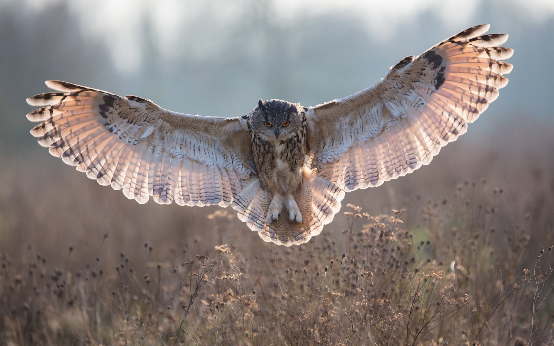 hibou oiseau nature