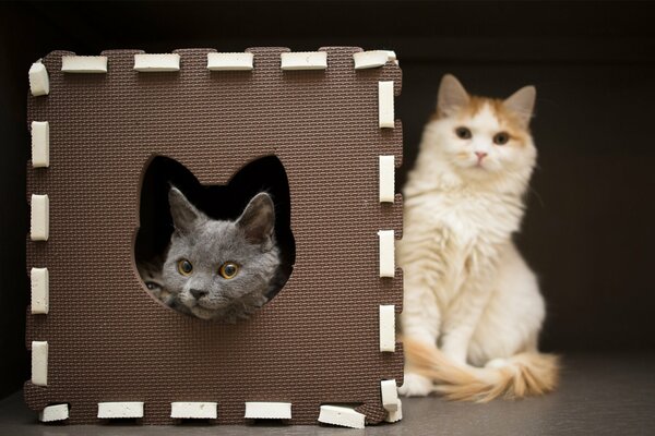 Dos gatos posando para una foto