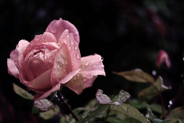 Schöne Rose mit Tautropfen