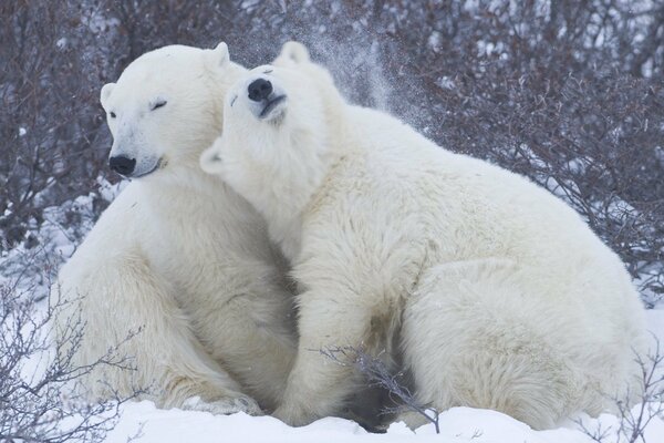 Die Zärtlichkeit der Eisbären im Schnee