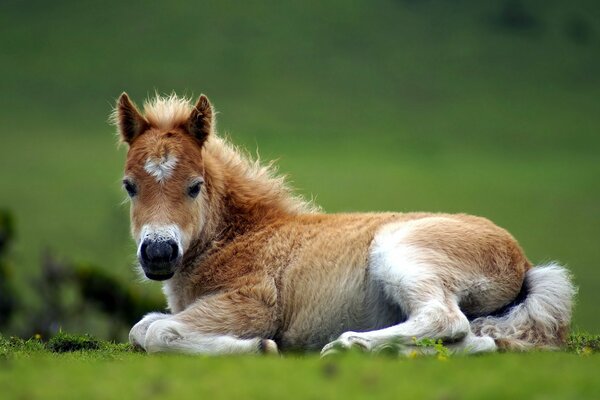 Poulain Rousse se trouve sur l herbe