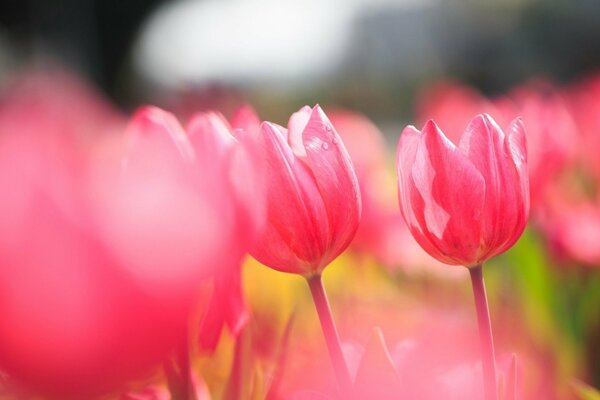 Tulipanes rosados para el buen humor