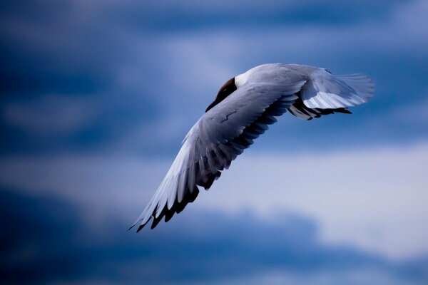 The flight of a seagull in a clear blue sky