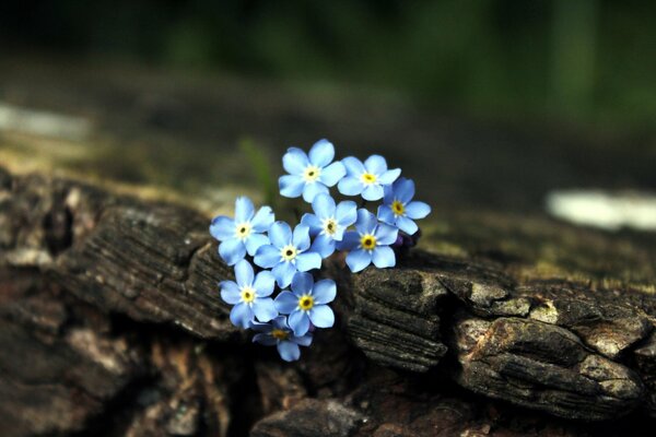 Beaux Myosotis qui poussent à partir d une bûche