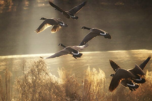 Six ducks fly over the pond