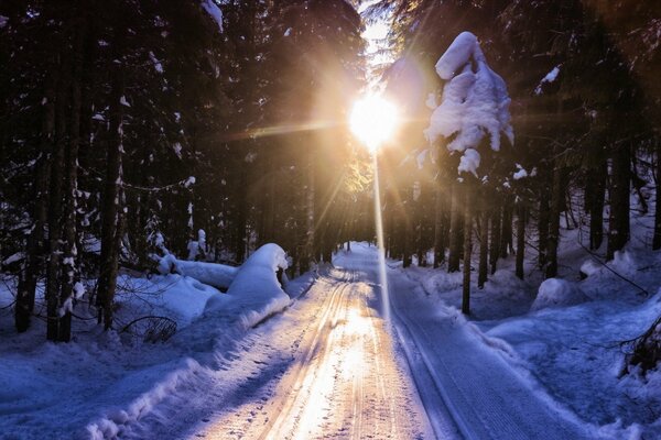 Der Winterweg in den verschneiten Wald