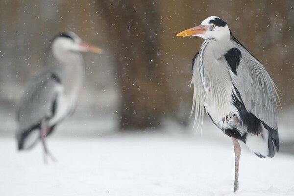 Garzas de pie en un campo de invierno