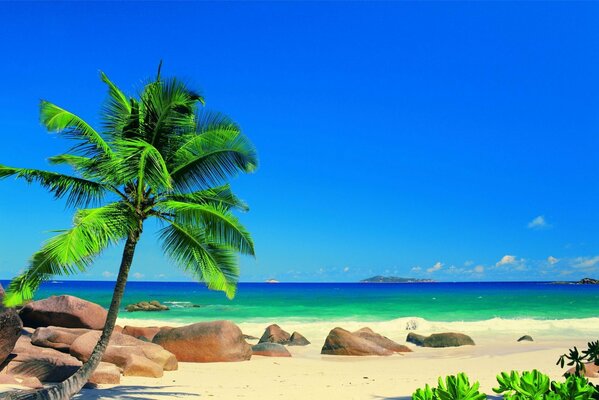 Sunny palm tree on the sand