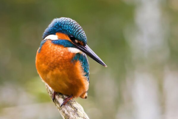 Oiseau Martin-pêcheur assis sur une branche