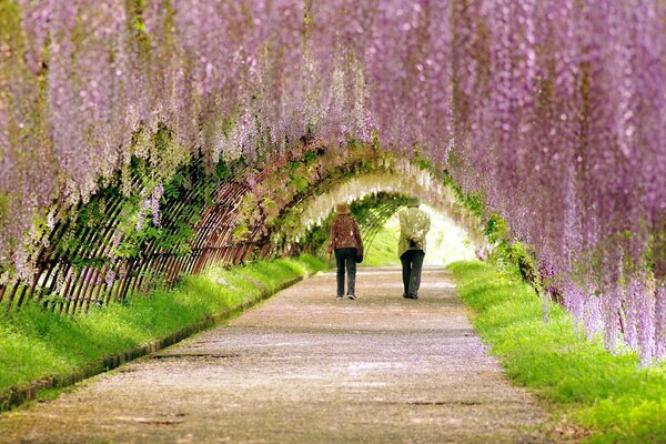 Walking along the road in the park