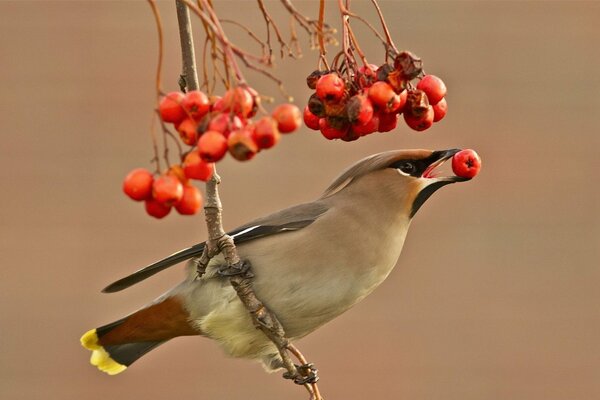 A whistler on a branch eats mountain ash