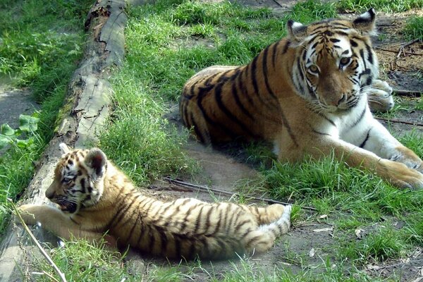 Tiger and tiger cub are lying on the ground