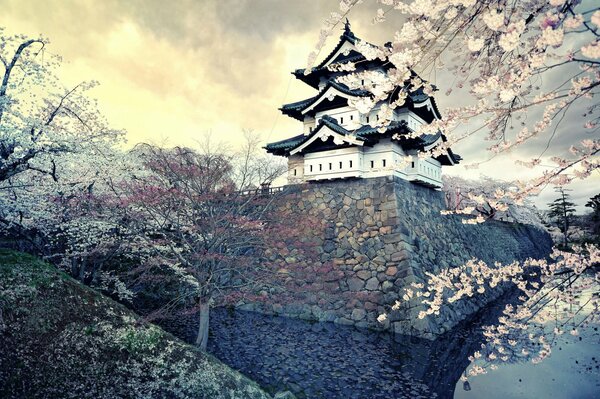 In Japan ist der Frühling, Sakura blüht