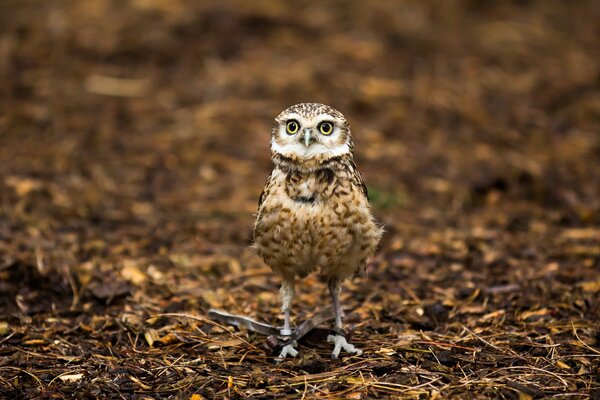 Owl with surprised eyes on the background of foliage