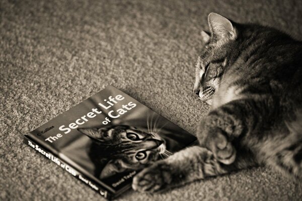 Die Katze hat ein Buch über Katzen gelesen