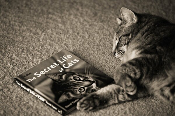 A cat has read a book about cats