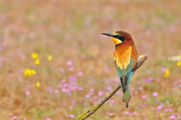 Vogel auf einem Ast in einem Feld mit Blumen