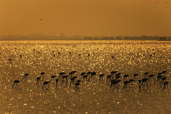 Muchos flamencos en el lago beben agua