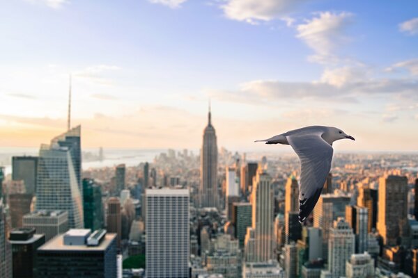 Una gaviota vuela en el fondo de la ciudad a la luz del sol