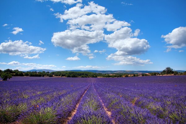 Lavendel ohne äußeres Feld von Frankreich