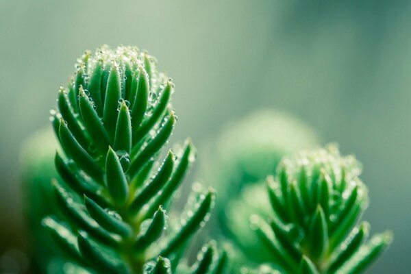 Gros plan de tir d une plante verte avec des gouttes d eau